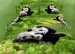 Двуспальное постельное белье сатин TS02-205-50 (панды на лужайке) в интернет-магазине Моя постель
